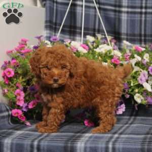 Zelda, Toy Poodle Puppy